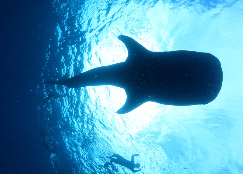 Dive Ningaloo - Whaleshark