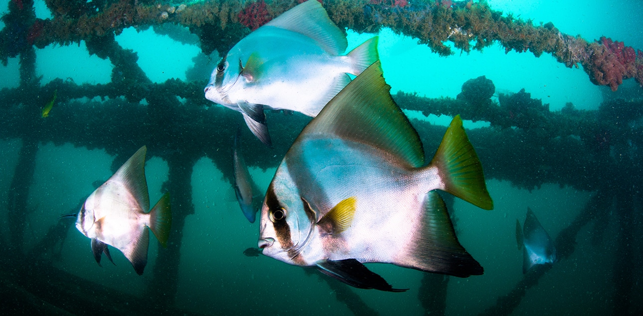 Dive Ningaloo - Exmouth Navy Pier - Batfish