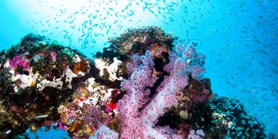 Dive Ningaloo - Pink Soft Coral - Light House Bay