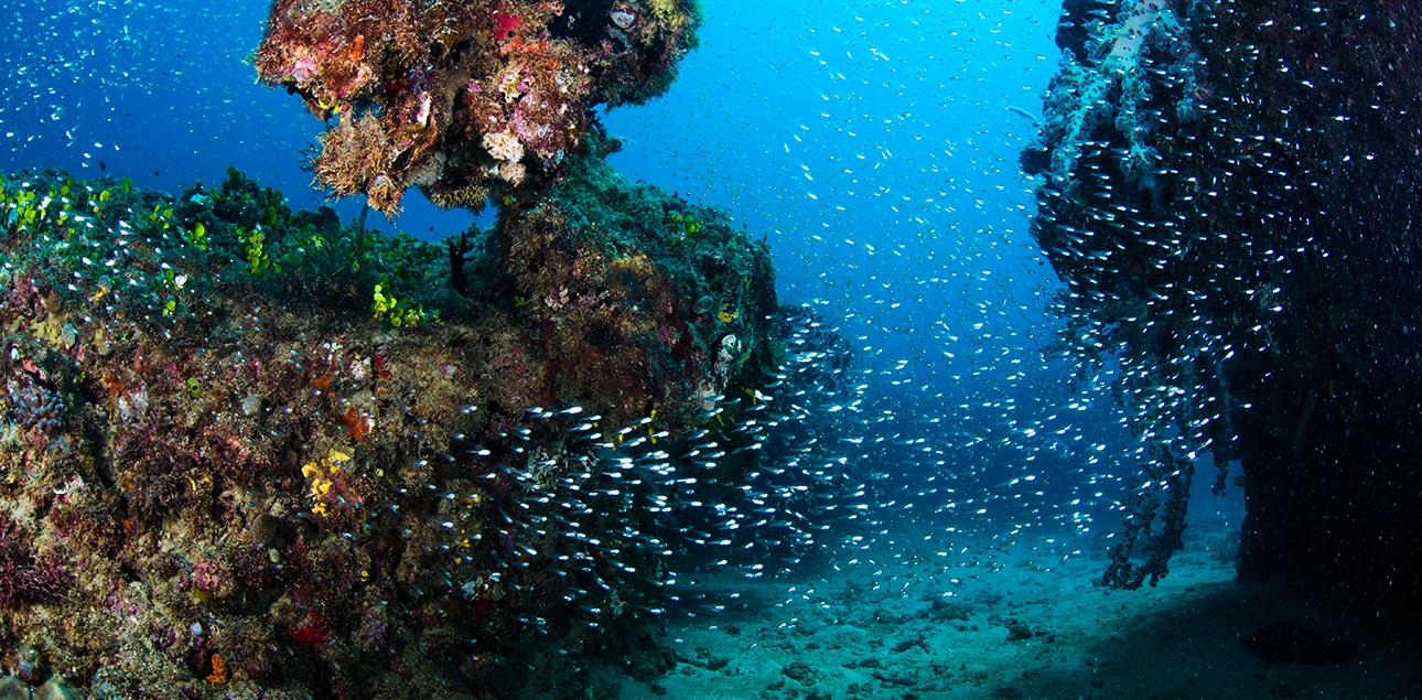Dive Ningaloo - Glass Fish - Lighthouse Bay