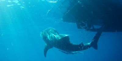Dive Ningaloo - Baby Whaleshark Under Boat