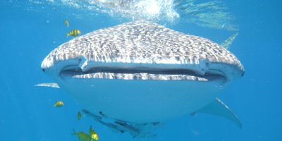 Dive Ningaloo - Whaleshark Smile