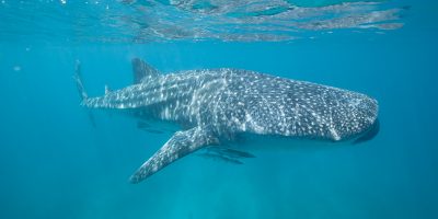Dive Ningaloo - Large 8m Whaleshark